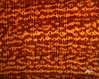 Imagem microscópica mostrando a estrutura celular da madeira